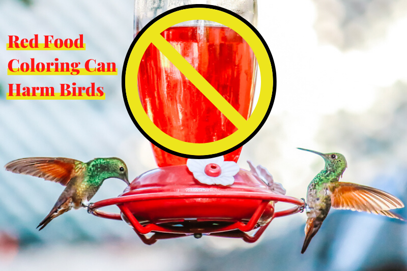Recette de nourriture pour colibris