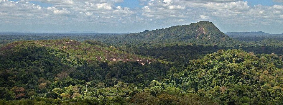 Voyage dans la jungle amazonienne à Manaus