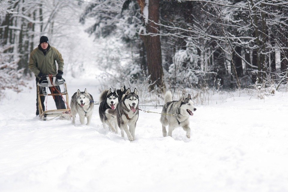 Traîneau à chiens avec Huskies de Sibérie en Finlande
