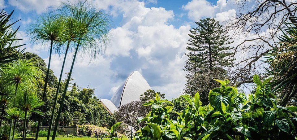 Jardins botaniques royaux de Sydney