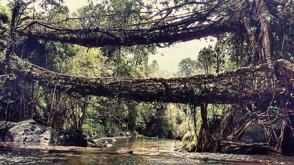 Ponts racines Cherrapunji en Inde