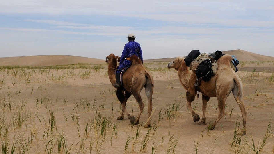 Le désert de Gobi en Mongolie avec des chameaux