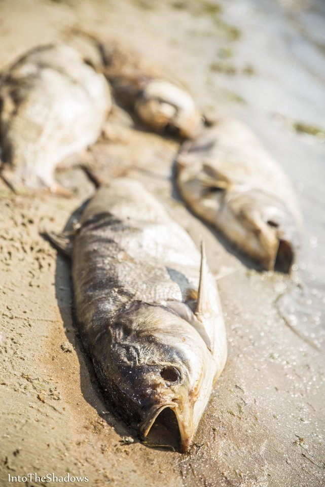 Morts pêchés sur la côte de la rivière Pripyat